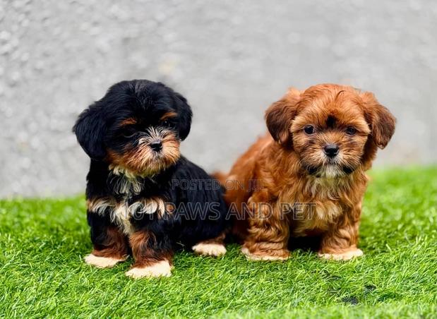 1-3 months Female Purebred Lhasa Apso · Photo 2