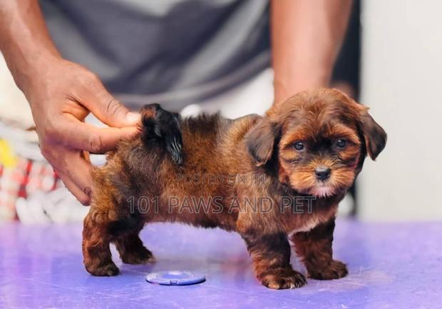 1-3 months Female Purebred Lhasa Apso · Photo 3