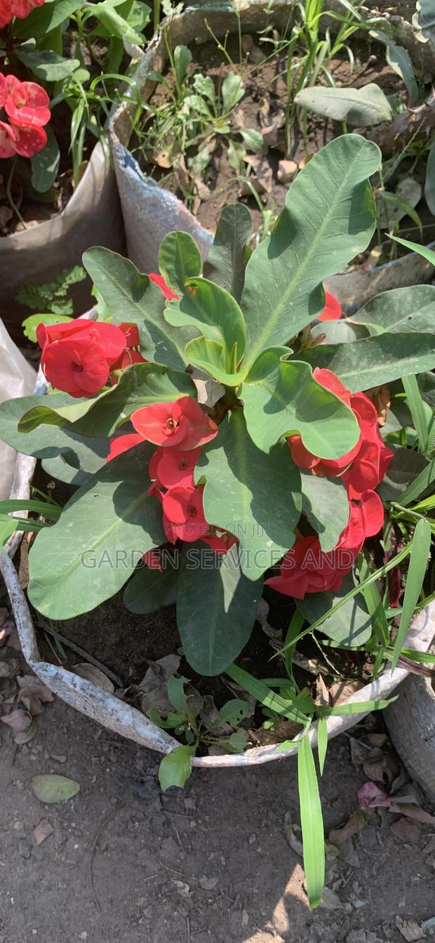 Flowers Available for Sale · Photo 3