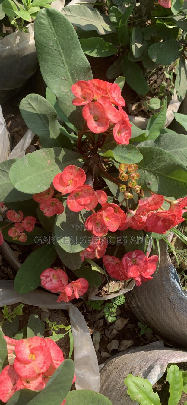 Flowers Available for Sale · Photo 1