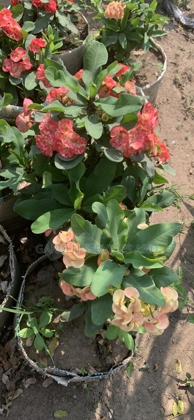 Flowers Available for Sale · Photo 2