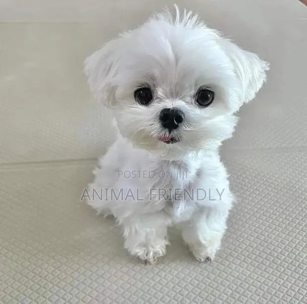 1-3 months Male Purebred Maltese · Photo 1
