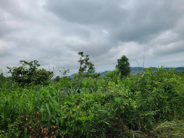 5000 Acres Farm Land For Sale Or Lease · Photo 2