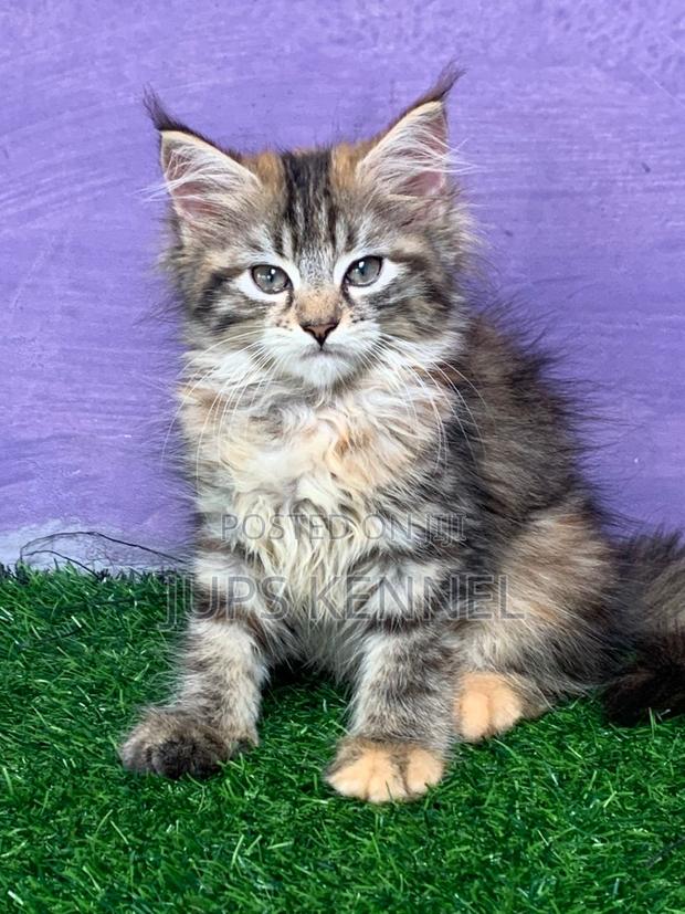 1-3 months Female Purebred Maine Coon · Photo 1