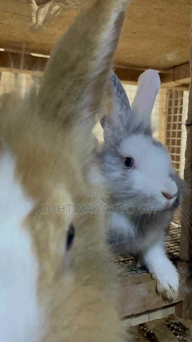 King’S Rabbit Farm · Photo 2