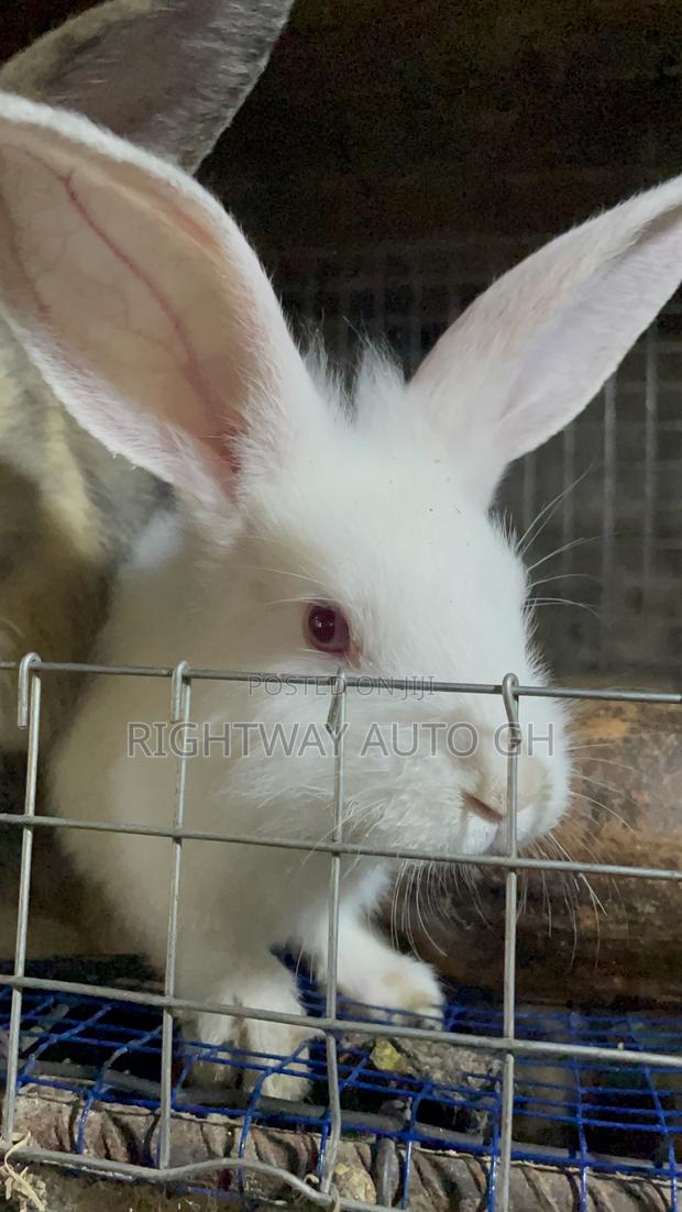 King’S Rabbit Farm · Photo 4