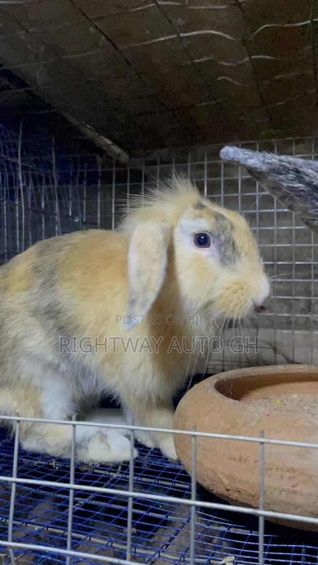 King’S Rabbit Farm · Photo 3