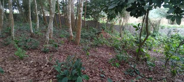 16 Acres of Registered Land for Sale at Aburi · Photo 5