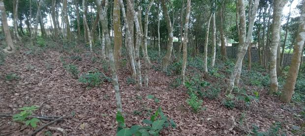 16 Acres of Registered Land for Sale at Aburi · Photo 6