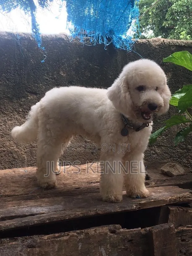 Miniature Poodle Available for Crossing/Mating Services · Photo 1