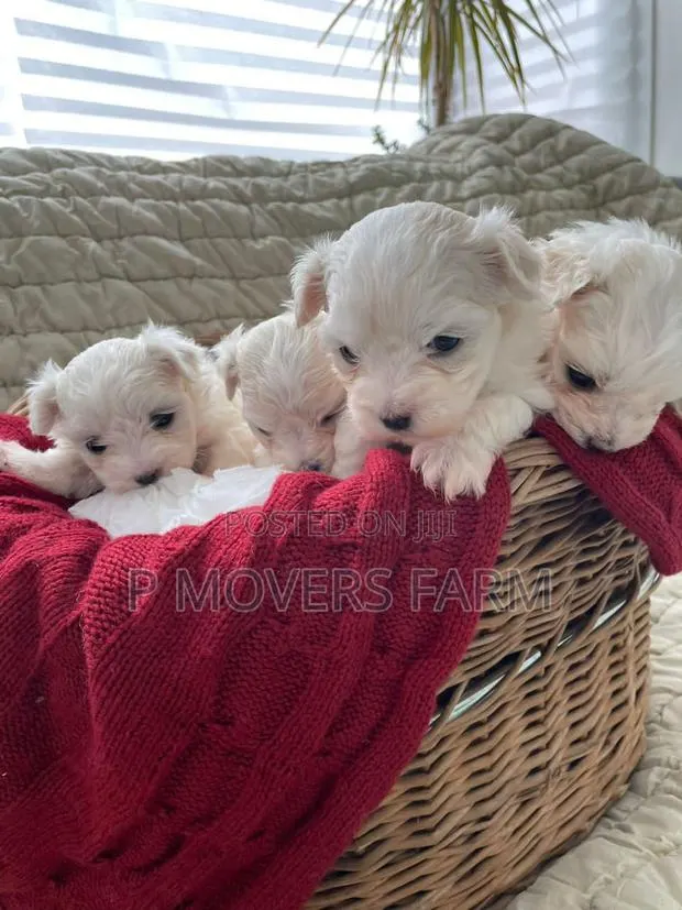 1-3 months Male Purebred Maltese · Photo 1