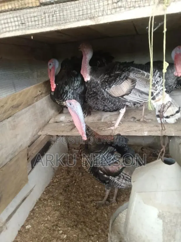 Hybrid Male Turkeys for Sale · Photo 1
