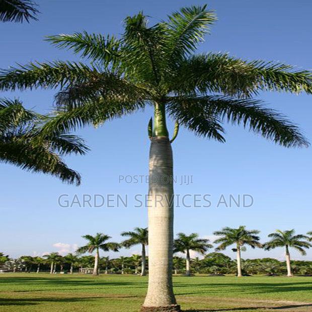 Grown Royal Palm · Photo 8