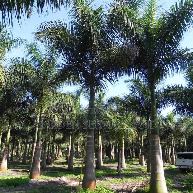 Grown Royal Palm · Photo 1