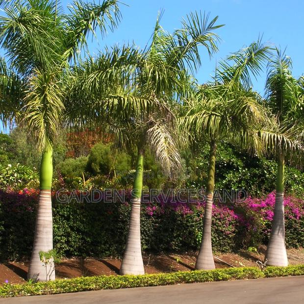 Grown Royal Palm · Photo 7