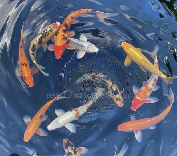 Koi Fish ( Bigger Size ) · Photo 1