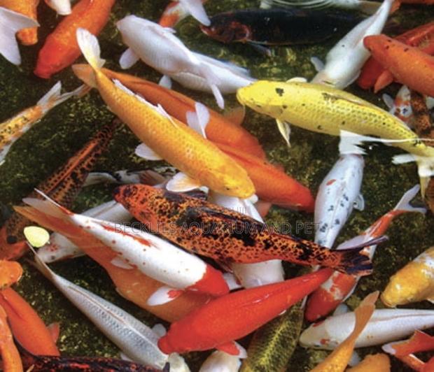 Koi Fish ( Bigger Size ) · Photo 2