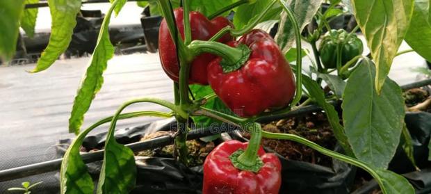 Deking Veggies · Photo 3