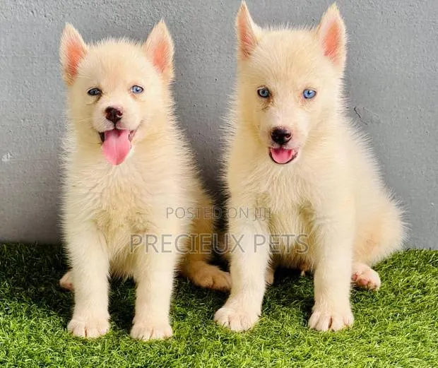 1-3 months Female Purebred Siberian Husky · Photo 1