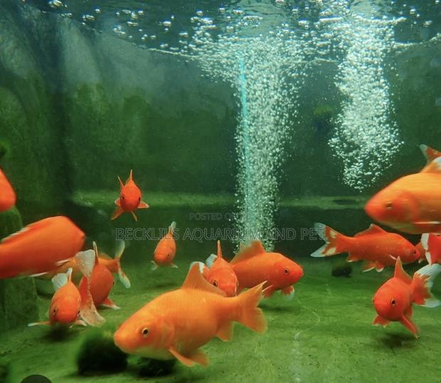 Bigger Size Comet Golden Fish · Photo 1