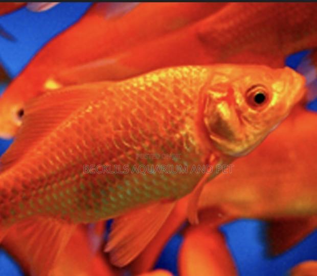 Bigger Size Comet Golden Fish · Photo 3