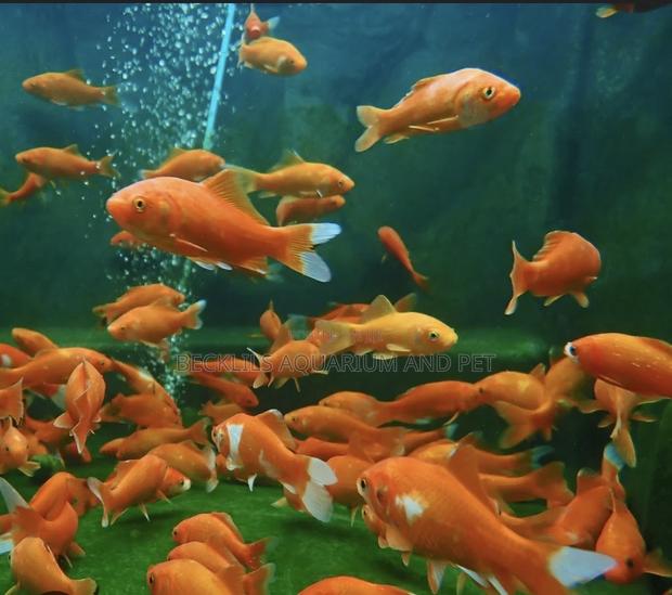 Bigger Size Comet Golden Fish · Photo 2