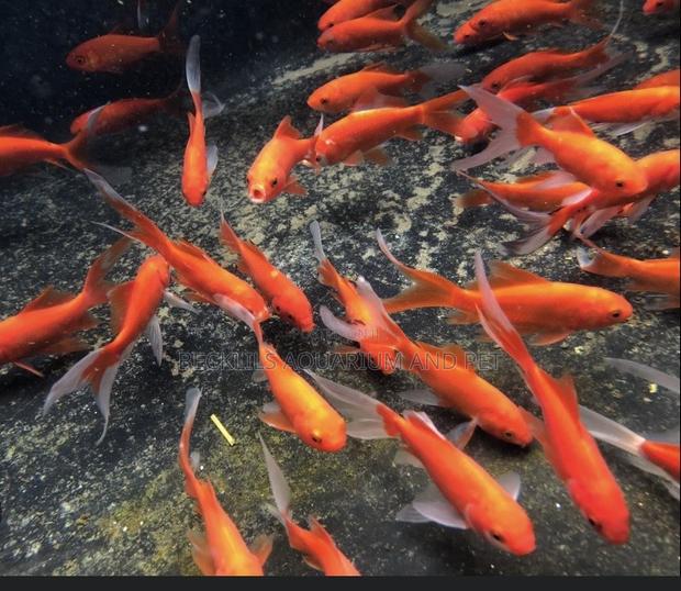 Golden Fish Commet · Photo 2