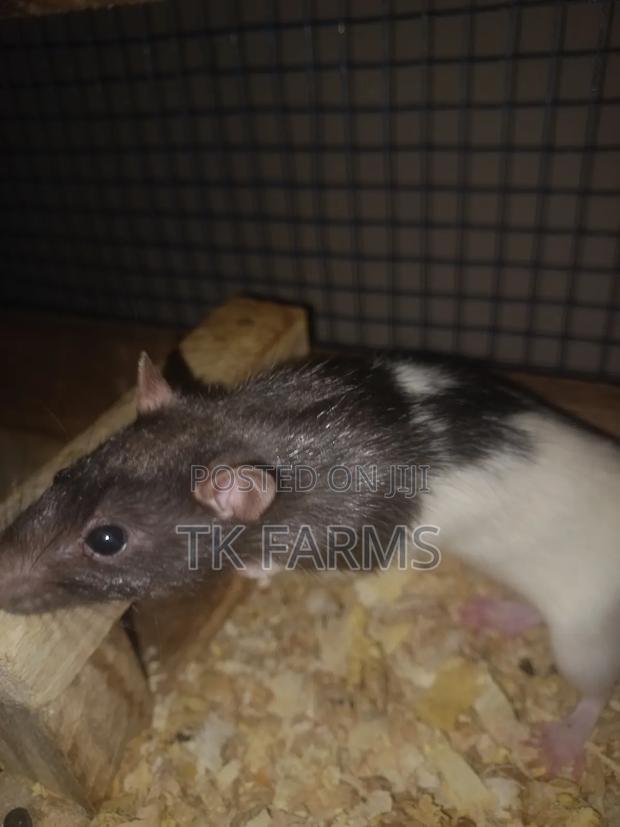 Lab Mouse /Albino Mouse