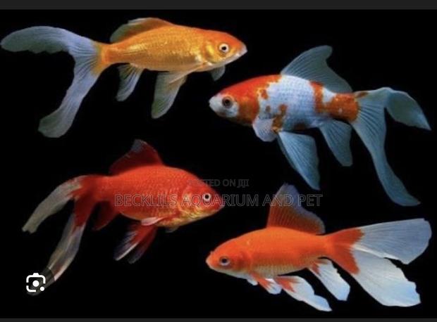 Golden Fish Commet · Photo 1