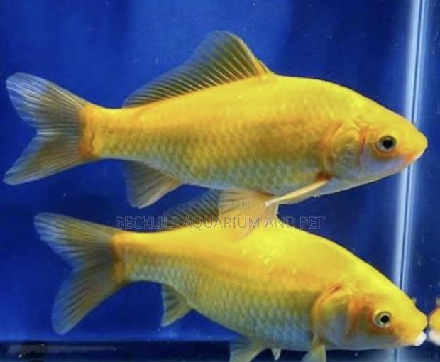 Golden Fish Commet · Photo 3