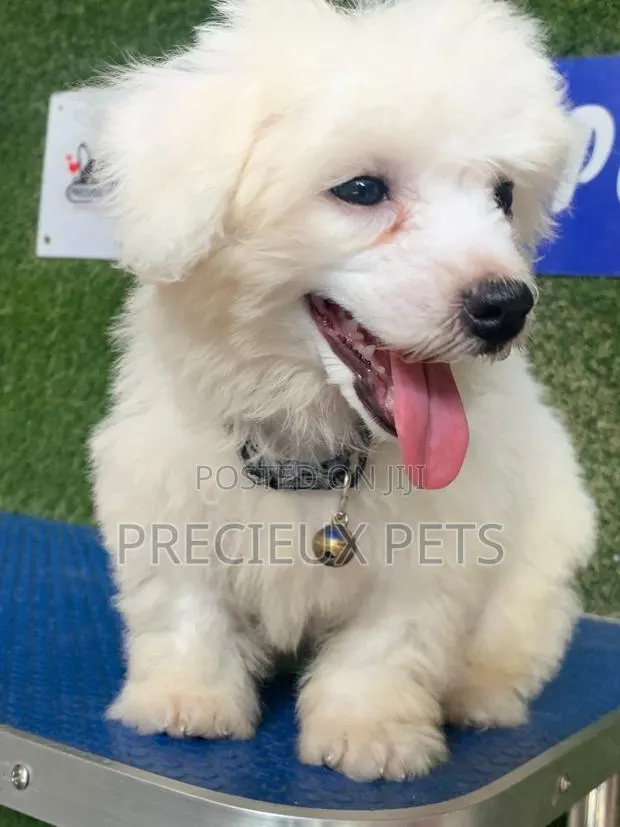 3-6 months Female Purebred Maltipoo · Photo 1