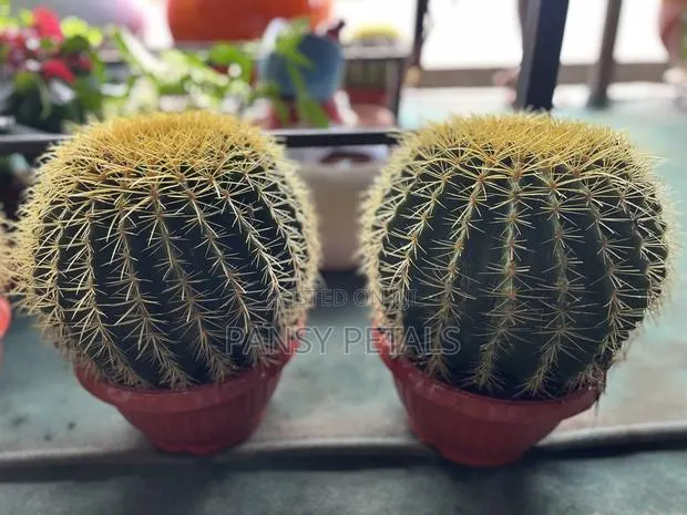 Cactus for Sale · Photo 1