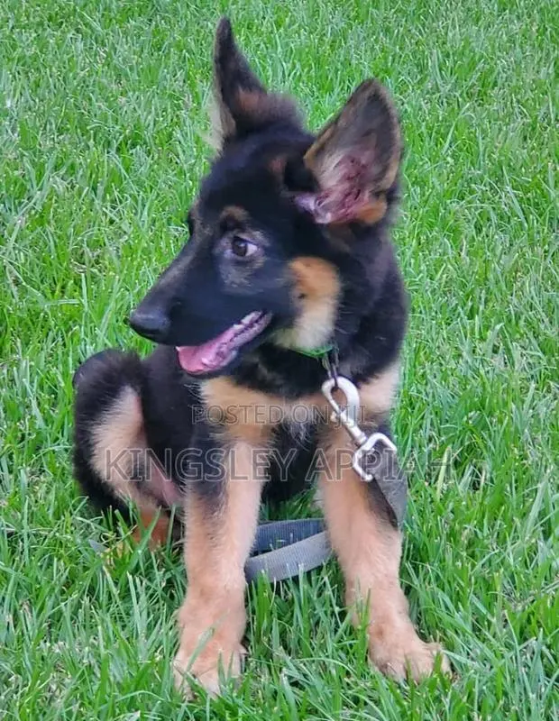 1-3 months Male Purebred German Shepherd · Photo 1