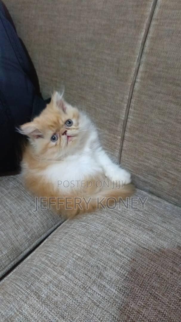 1-3 months Male Purebred Persian · Photo 1