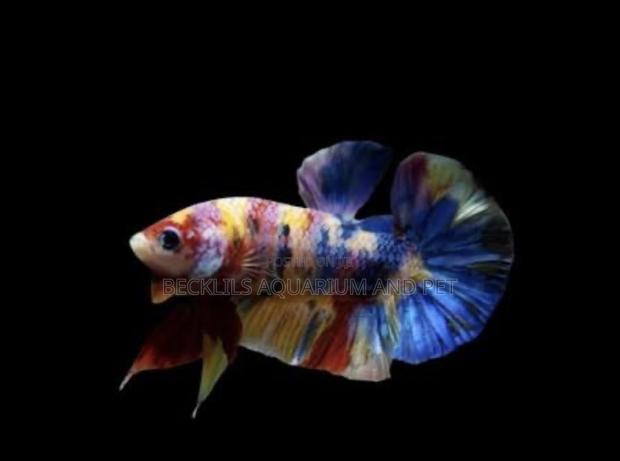 Multicolored Plakat Betta Fish · Photo 2