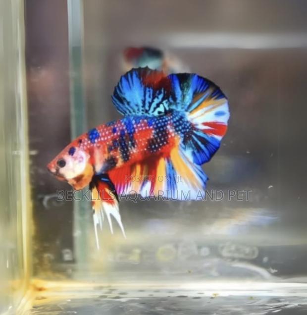 Multicolored Plakat Betta Fish · Photo 1