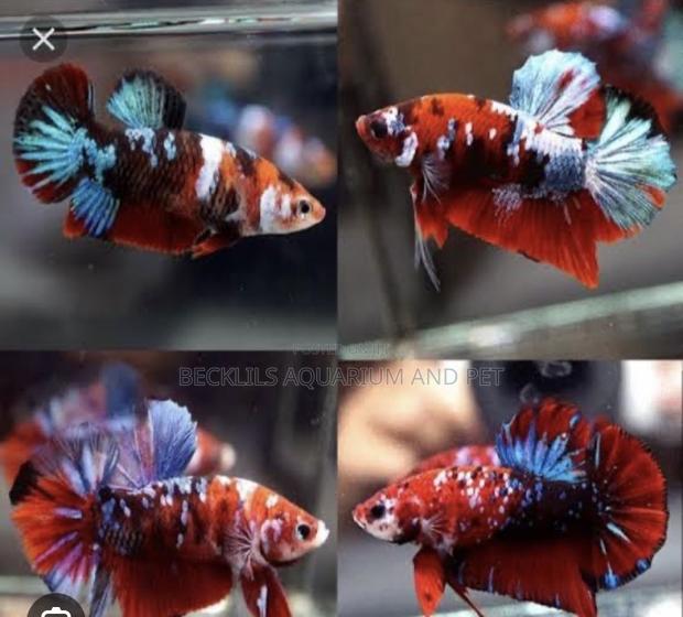 Galaxy Betta Fish · Photo 1