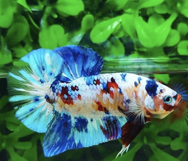 Galaxy Betta Fish · Photo 3