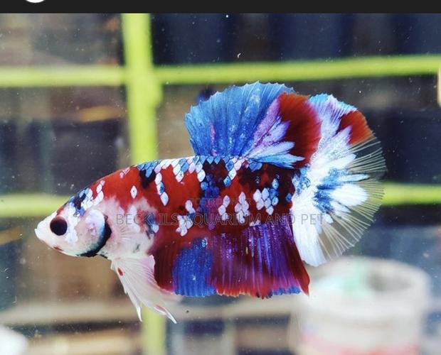 Galaxy Betta Fish · Photo 5