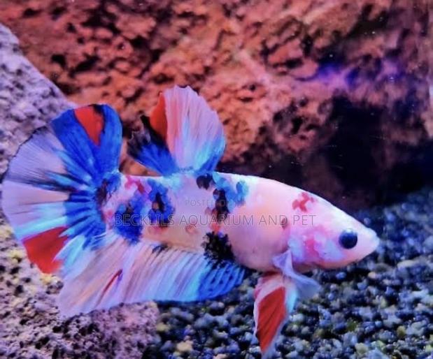 Galaxy Betta Fish · Photo 2