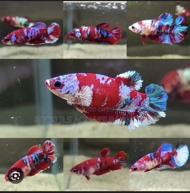 Galaxy Betta Fish · Photo 4