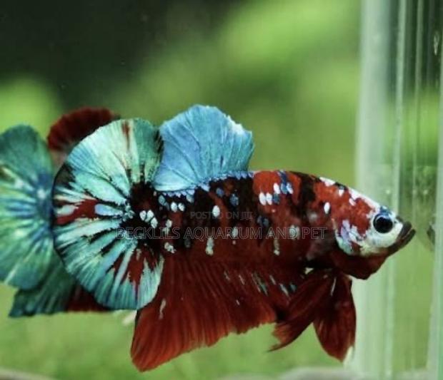 Galaxy Betta Fish · Photo 7