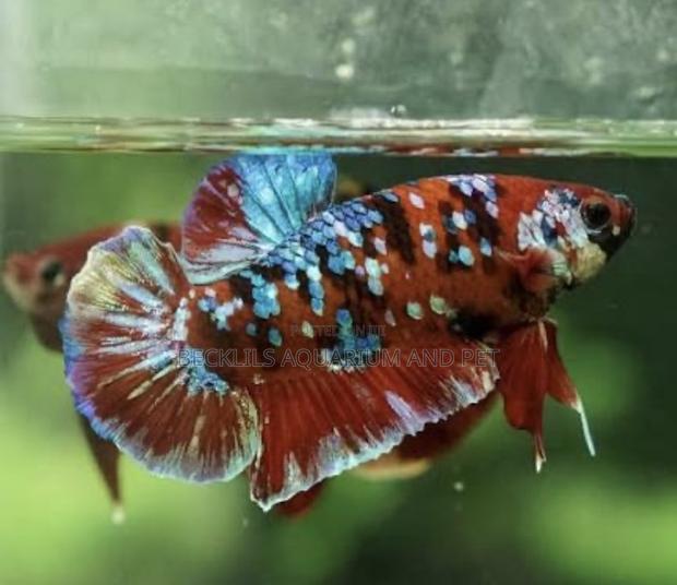 Galaxy Betta Fish · Photo 6