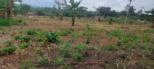 30 Plots of Land for Sale at Kwabere Kasaam With No Litigation