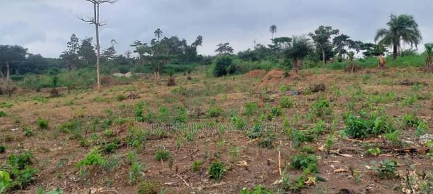 30 Plots of Land for Sale at Kwabere Kasaam With No Litigation · Photo 2