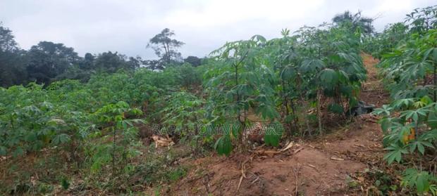 30 Plots of Land for Sale at Kwabere Kasaam With No Litigation · Photo 6