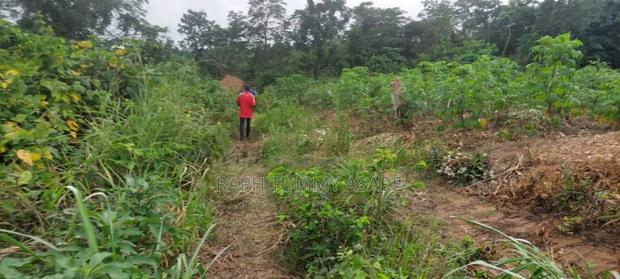 30 Plots of Land for Sale at Kwabere Kasaam With No Litigation · Photo 8