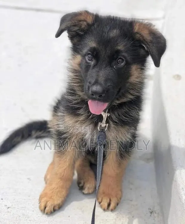 1-3 months Male Purebred German Shepherd · Photo 1