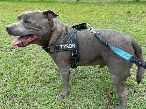 Primal Pet Gear · Photo 1