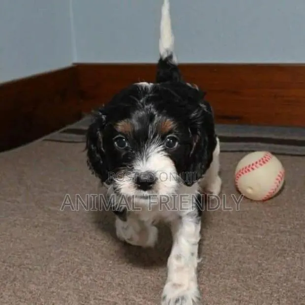 1-3 months Male Purebred Poodle · Photo 1